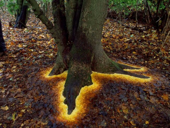 goldsworthy-sycamore